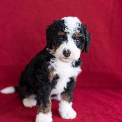 micro bernedoodle for sale near me