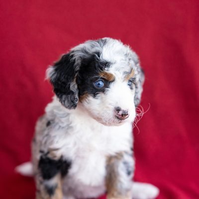 micro bernedoodle near me pa