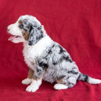 micro bernedoodle puppies