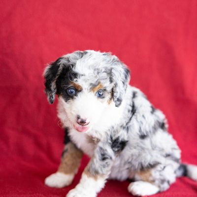 micro bernedoodle puppy