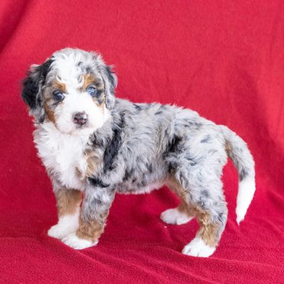 mini berne doodle for sale near me pa