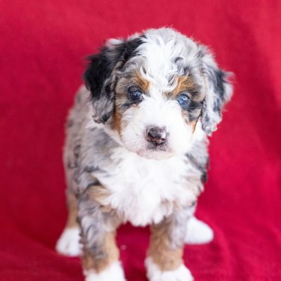 mini berne doodle for sale pa