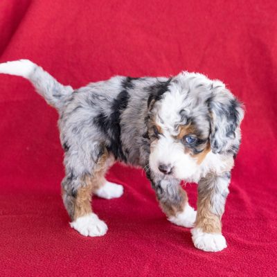 mini berne doodle for sale