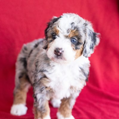 mini berne doodle puppies for sale near me