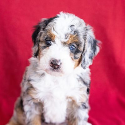 mini berne doodle puppy