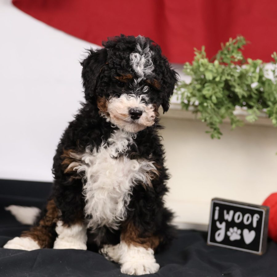 curly coat mini bernedoodle puppies