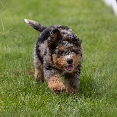 mini bernedoodle puppies