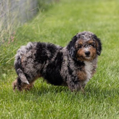 mini bernedoodle puppies for sale
