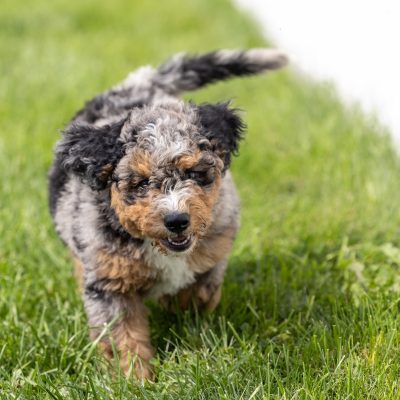 mini bernedoodle puppies for sale near me
