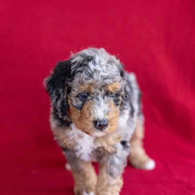 mini bernedoodle puppies for sale near me dc
