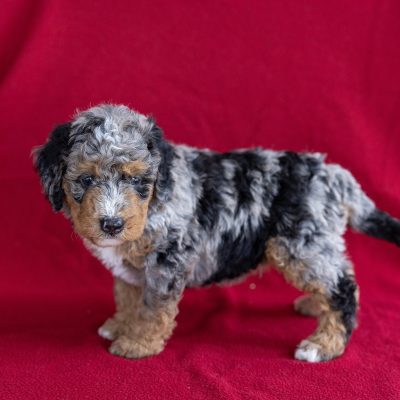 mini bernedoodle puppies for sale near me ny
