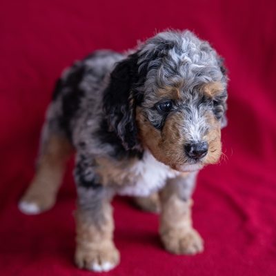 mini bernedoodle puppies for sale near me pa
