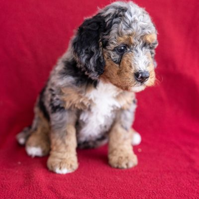 mini bernedoodle puppies for sale near me