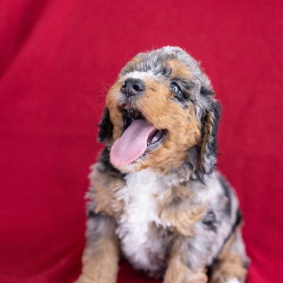 mini bernedoodle puppies for sale
