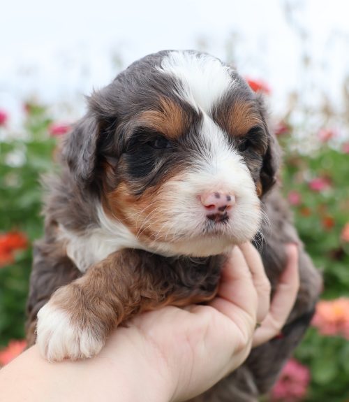 mini bernedoodles for sale near me