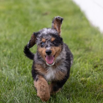 miniature bernedoodle puppies