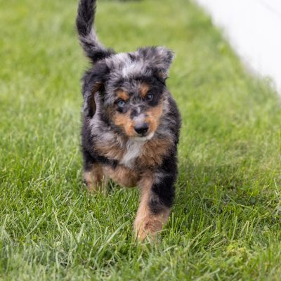 miniature bernedoodle puppies for sale
