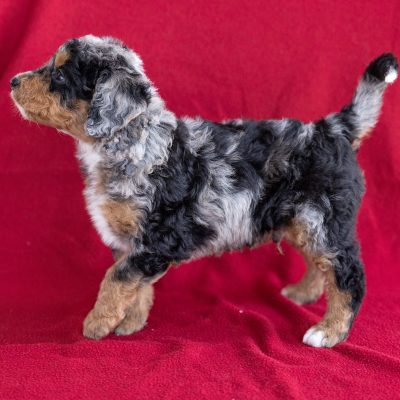miniature bernedoodle puppies for sale near me ny