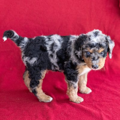 miniature bernedoodle puppies for sale near me pa