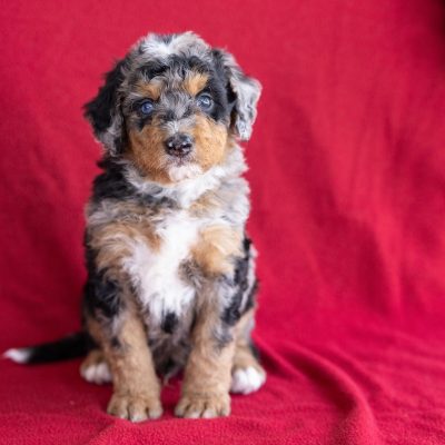 miniature bernedoodle puppies for sale near me