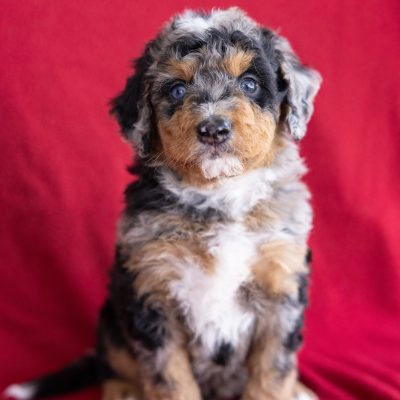 miniature bernedoodle puppies for sale