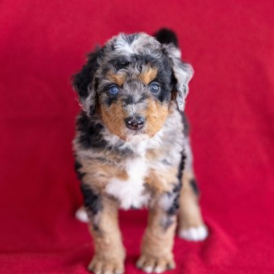 miniature bernedoodle puppies near me