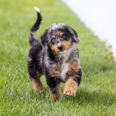 miniature bernedoodle puppies pa