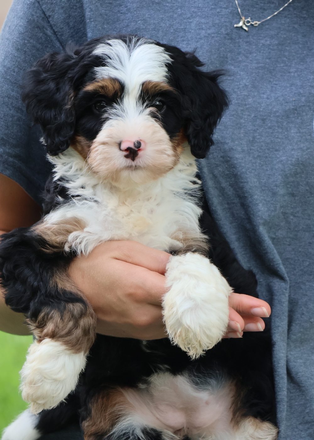 puppy breeders in md