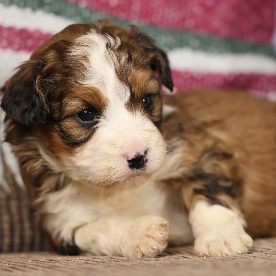 red and white bernedoodle