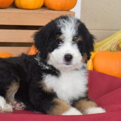 standard bernedoodles for sale