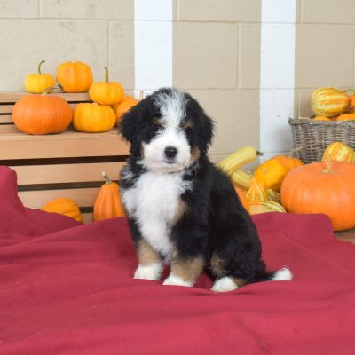 standard bernedoodles for sale near dc