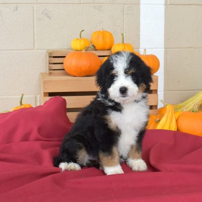 standard bernedoodles for sale near me