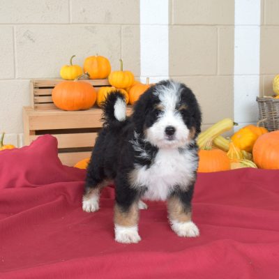 standard bernedoodles for sale near nj
