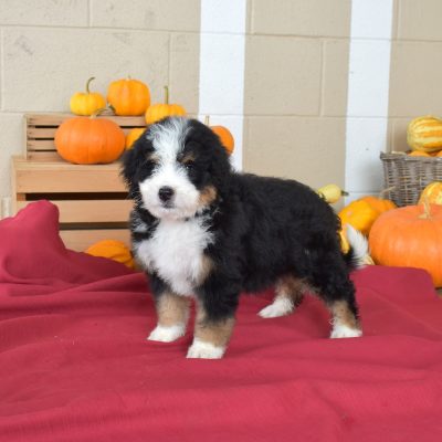 standard bernedoodles for sale near ny