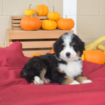 standard bernedoodles for sale pa