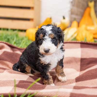 tri color mini bernedoodle