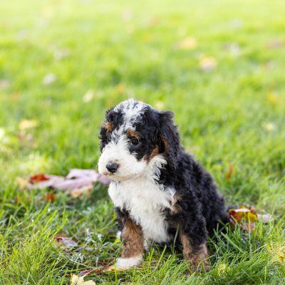 tri color mini bernedoodle
