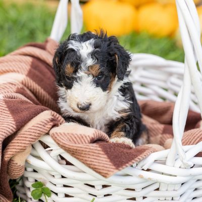 tri color mini bernedoodle for sale near me