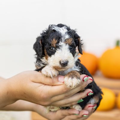 tri color mini bernedoodle for sale near ny