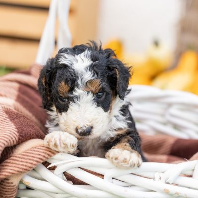 tri color mini bernedoodle for sale pa