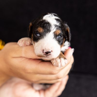 tri color mini bernedoodle for sale pa