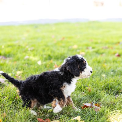 tri color mini bernedoodle for sale