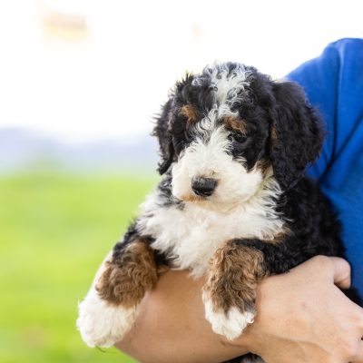 tri color mini bernedoodle in pa