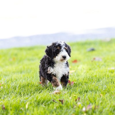 tri color mini bernedoodle near me