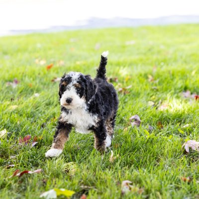 tri color mini bernedoodle pa