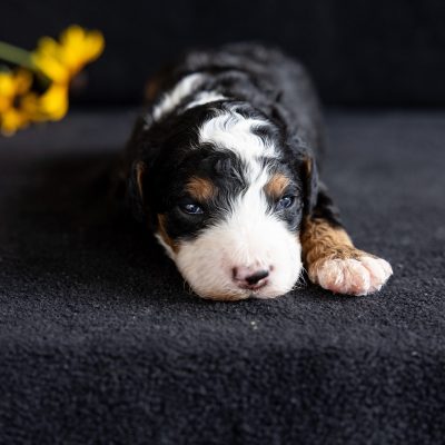 tri color mini bernedoodle puppies for sale