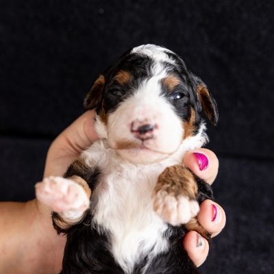 tri color mini bernedoodle puppies