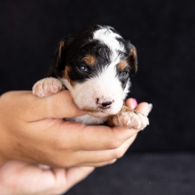 tri color mini bernedoodle puppy pa