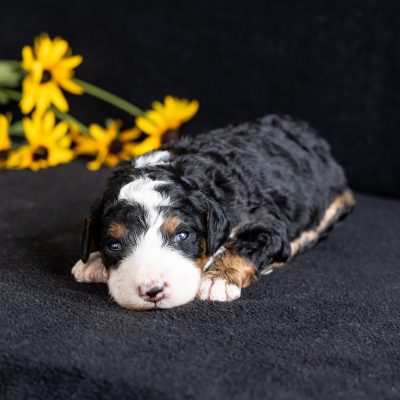 tri color mini bernedoodle