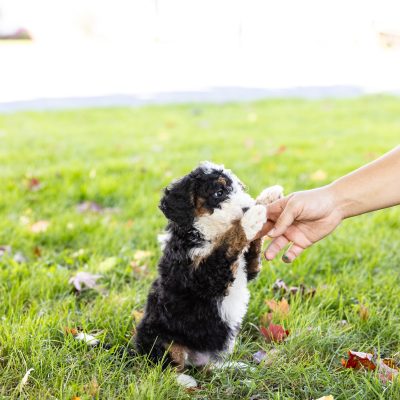 tri color mini bernedoodles